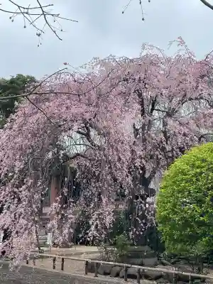 吉祥寺(東京都)