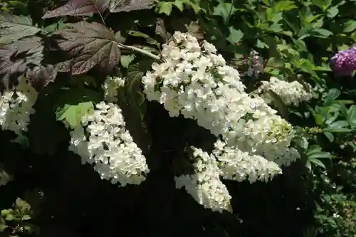 大善院（観蓮寺大善院）の自然