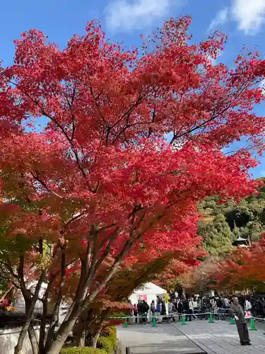 智福院(京都府)