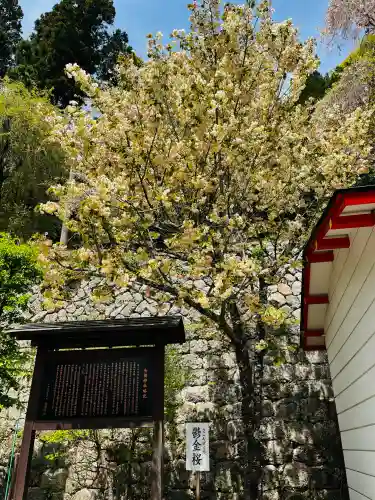 金櫻神社の{uncategorized: "未分類", other: "その他", undefined: "問題あり", building: "その他建物", grave: "お墓", sacred_gate: "鳥居", guardian: "狛犬", statue: "像", buddha: "仏像", history: "歴史", nature: "自然", garden: "庭園", animal: "動物", pagoda: "塔", temizu: "手水舎", mountain_gate: "山門・神門", sanctuary: "本殿・本堂", subordinate: "末社・摂社", art: "芸術", scenery: "景色", jizo: "地蔵", ema: "絵馬", goshuin: "御朱印", omikuji: "おみくじ", items: "授与品その他", amulet: "お守り", goshuincho: "御朱印帳", eats: "食事", festival: "お祭り", votive_dance: "神楽", shichigosan: "七五三参", wedding: "結婚式", experience: "体験その他", initially: "初詣", around: "周辺", anti_infection: "感染症対策"}