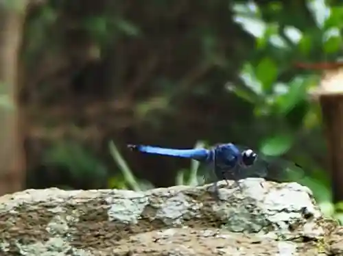志太張神社の動物
