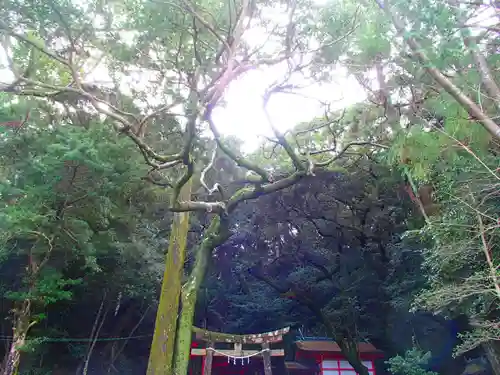 宇久井神社の自然
