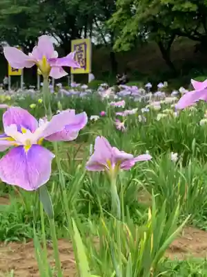 金津神社の自然