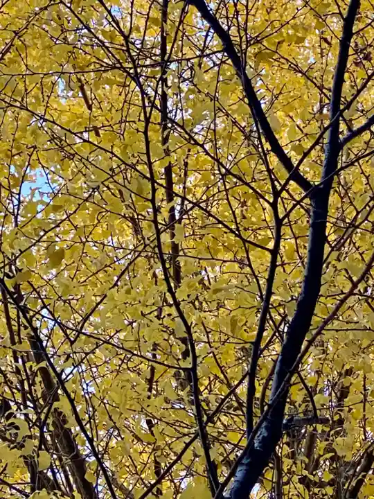 高良神社(京都府)