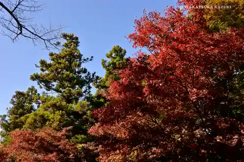 高尾山薬王院の自然