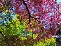 宝泉院(京都府)