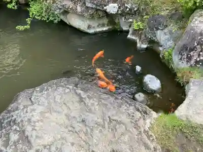 達磨寺(群馬県)