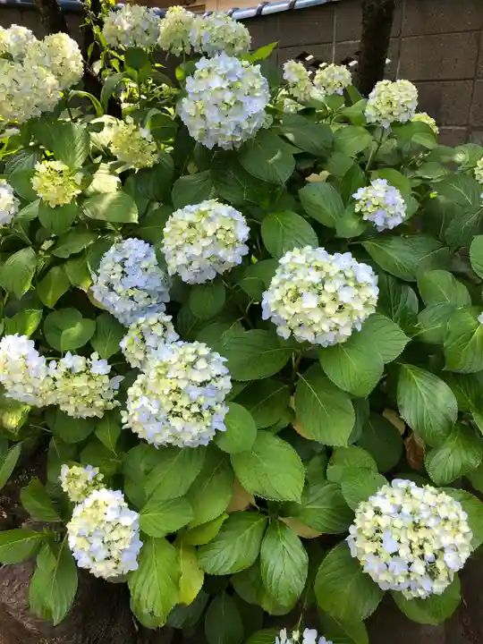 白山神社の自然