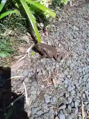 亀岡八幡宮の動物