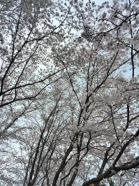 櫻木神社の自然