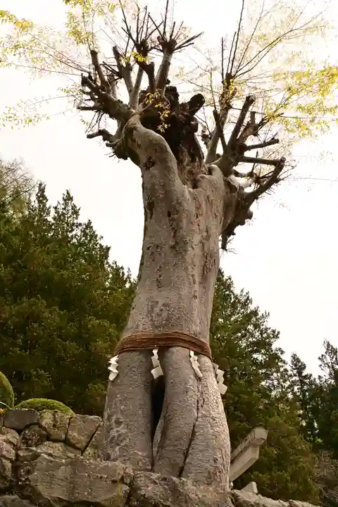夫婦木神社(山梨県)