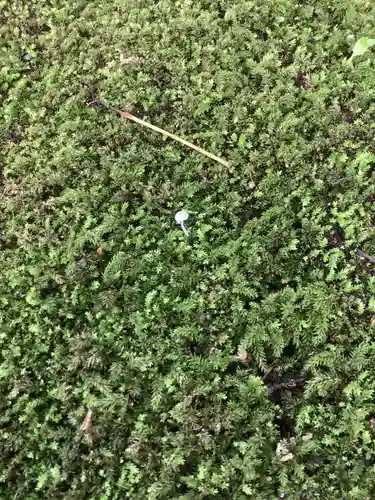 若宮神明社の自然