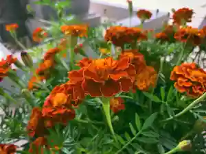 滑川神社 - 仕事と子どもの守り神の手水舎(2021年09月19日(日) 12時34分18秒投稿)