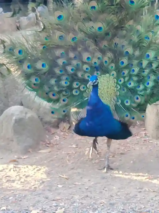 楽法寺(雨引観音)(茨城県)