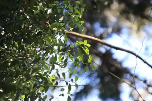 鹿島大神宮の自然