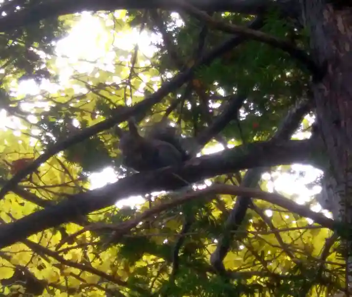 錦山天満宮の動物