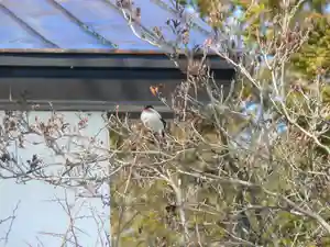 留辺蘂神社の動物(2024年04月11日(木) 22時04分04秒投稿)