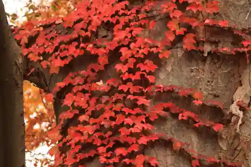 愛宕神社の自然
