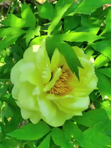 神炊館神社 ⁂奥州須賀川総鎮守⁂(福島県)