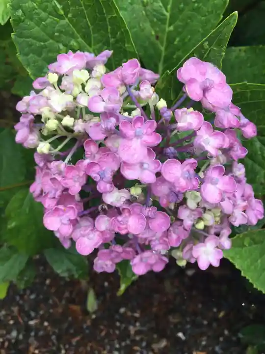 長野縣護國神社の自然