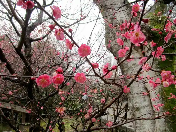 北野天満宮(京都府)