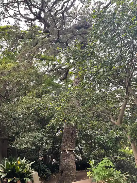 第六天神社の自然