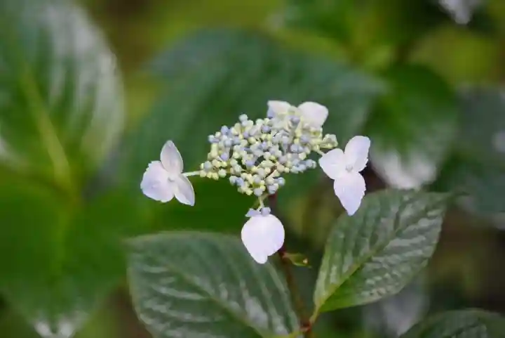 尻岸内八幡神社(北海道)