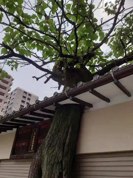 真源寺(入谷鬼子母神)の自然