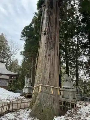 戸隠神社中社(長野県)