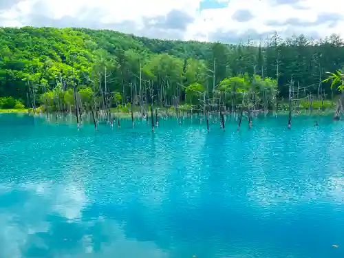 美瑛神社の自然