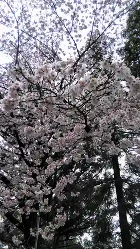 愛宕神社の自然
