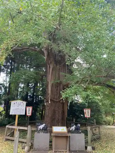 水戸八幡宮の自然