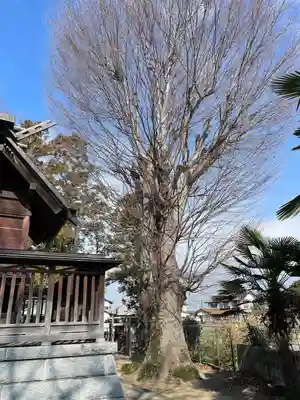 日限富士浅間神社(栃木県)