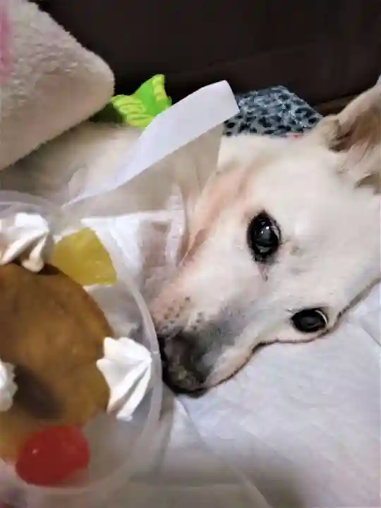 下庄八幡神社(福岡県)