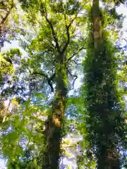 楯縫神社の自然