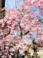 武雄神社の自然