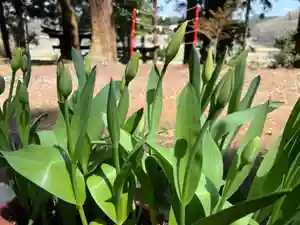 大宮温泉神社(栃木県)(2022年04月12日(火) 13時12分41秒投稿)
