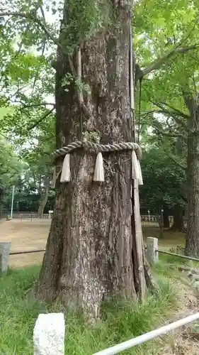 赤坂氷川神社の自然