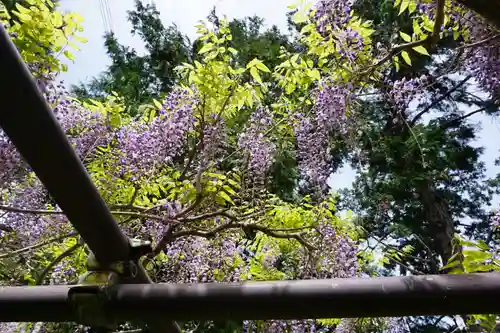 子安地蔵寺の自然