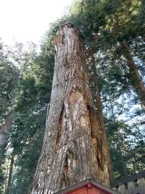 日光東照宮奥宮拝殿の自然