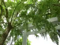 波除神社（波除稲荷神社）の鳥居