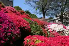 根津神社の自然