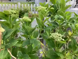 總社 和田八幡宮の自然(2021年06月05日(土) 18時27分50秒投稿)