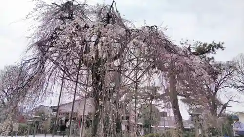 大報恩寺（千本釈迦堂）の自然