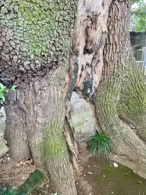 妙雲寺(東京都)