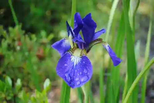 三春駒神社(福島県)