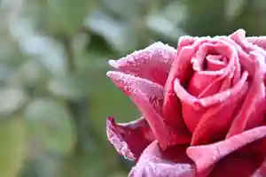 宝光寺の庭園(2022年11月04日(金) 11時20分38秒投稿)