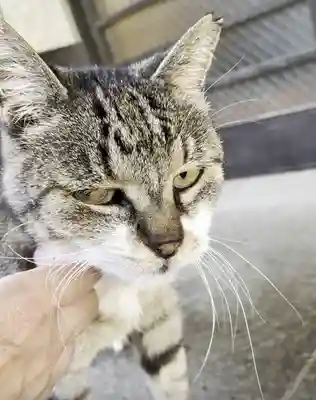 白金氷川神社(東京都)