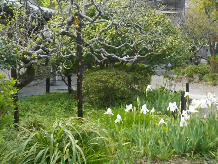 極楽寺(霊鷲山感應院極楽律寺)の庭園