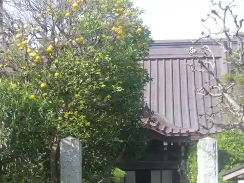 大巧寺の山門